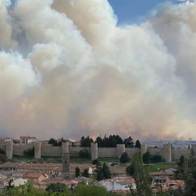 Batidas animales salvajes