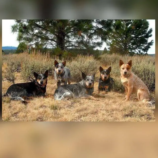 Blue Heeler México 🐶