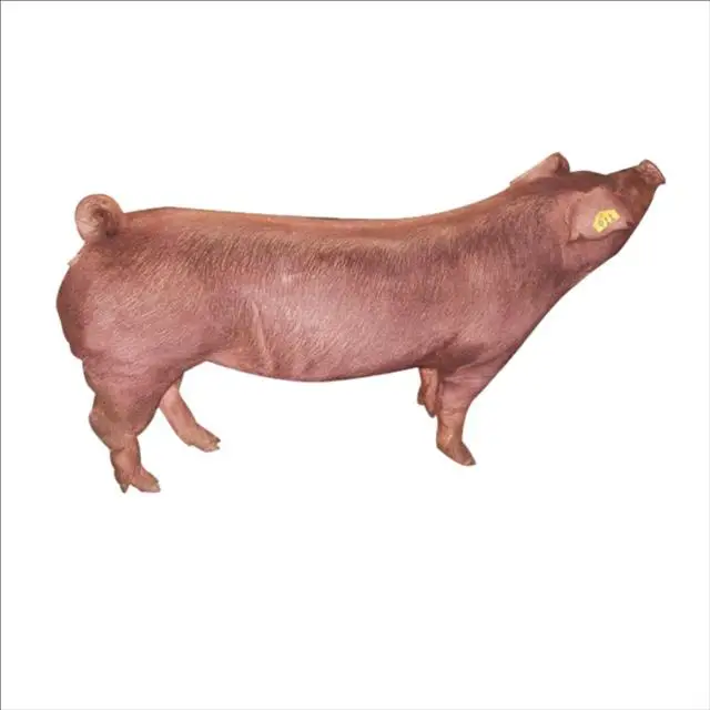 Porcicultura mexicana 🐷